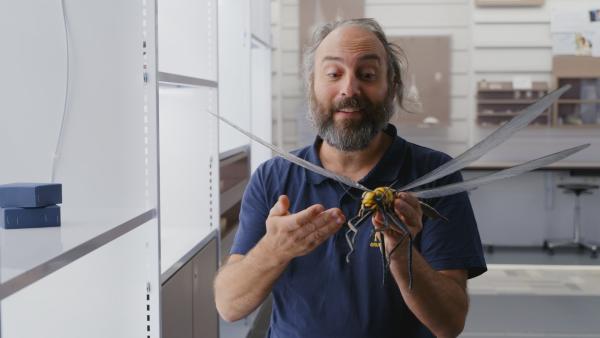 Bild 1 von 8: Im Karbon gab es zahlreiche Rieseninsekten, darunter die Libelle Meganeura. Ihre Flügelspannweite erreichte bis zu 50 cm.