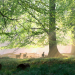 Das grüne Wunder - Unser Wald