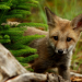 Welt der Tiere