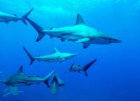 Unsere Ozeane - Kreislauf des Lebens