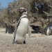 Fight Club der Tiere - Tierische Höchstleistung