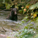 Ein Sommer in Alaska