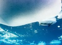 Eisige Welten - Nordpolarmeer