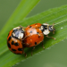 NETZ NATUR
