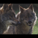 Spaniens wildes Herz
