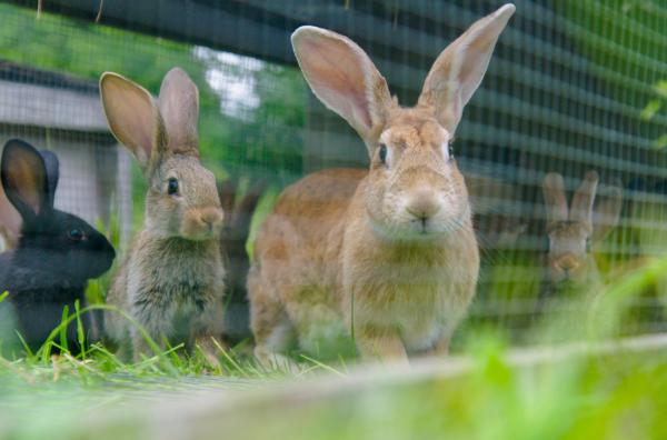 Bild 1 von 5: Obwohl Kaninchen seit Jahrhunderten mit dem Menschen zusammenleben, bergen diese Tiere noch immer viele Geheimnisse.