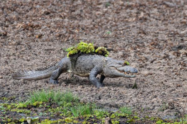 Bild 1 von 15: Für Sumpfkrokodile bringt die Trockenzeit in Sri Lanka echte Herausforderungen mit sich. In den schrumpfenden Wasserlöchern bietet das Wasser keine Tarnung mehr. Oft werden kleinere Exemplare aus den Tümpeln verbleibendenden und müssen weite Strecken über das ausgetrocknete Land zurücklegen bis sie eine Wasserstelle ohne konkurrierende Artgenossen finden.