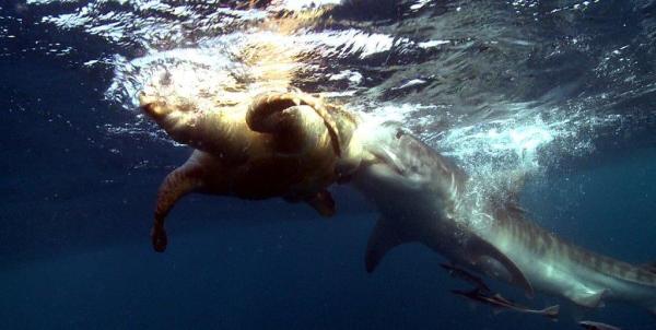 Bild 1 von 15: Tigerhaie fressen Meeresschildkröten.