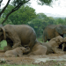 Serengeti - Wilde Geschichten aus der Savanne