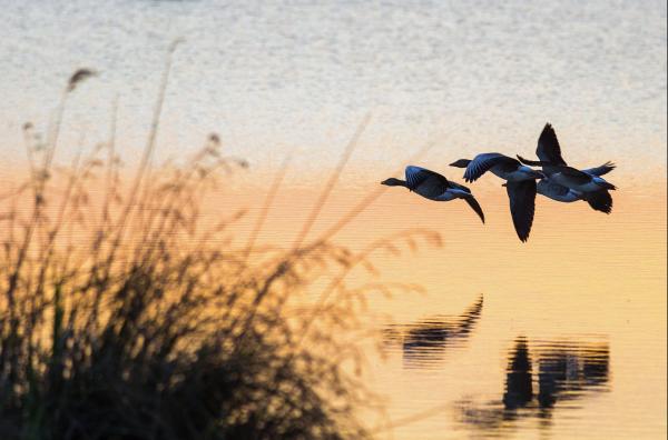 Bild 1 von 5: Graugänse haben Anfang April im Schilf Nachwuchs bekommen. Sie siedeln an einen anderen See über, um ihn zu schützen.