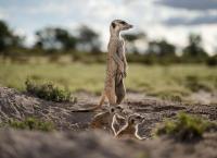 Haus der Erdmännchen - Eine Familiensaga