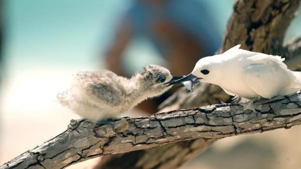 Bild 1 von 22: Im Bild: Eine Feenseeschwalbenmutter lässt sich bei der Fütterung ihres Jungens auf Midway nicht von der freiwilligen Expeditionshelfern des PMDPs stören.