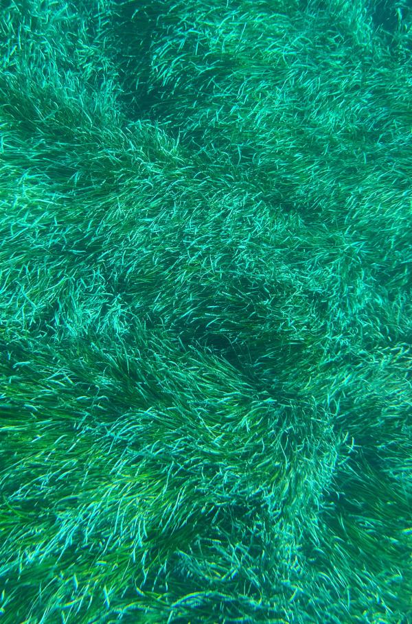 Bild 1 von 4: Seegraswiesen unter Wasser