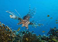 Unsere Ozeane - Kreislauf des Lebens