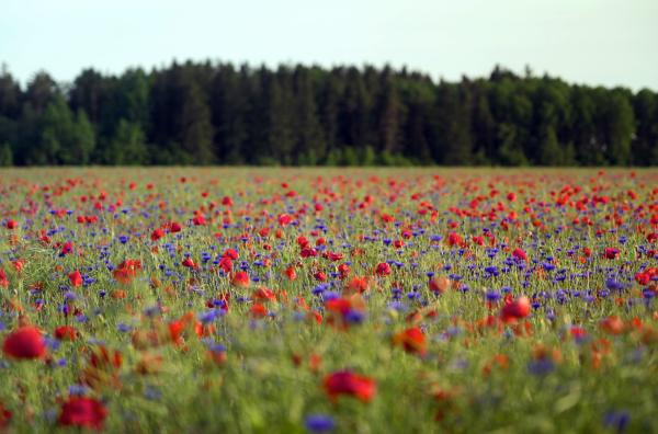 Bild 1 von 5: Nach Monaten unter einer Schneedecke erstrahlen die schwedischen Wälder wieder in bunten Farben. Die Felder in der Umgebung sind mit Blumen geschmückt - ein Paradies für Schmetterlinge.