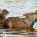 Anna und die wilden Tiere