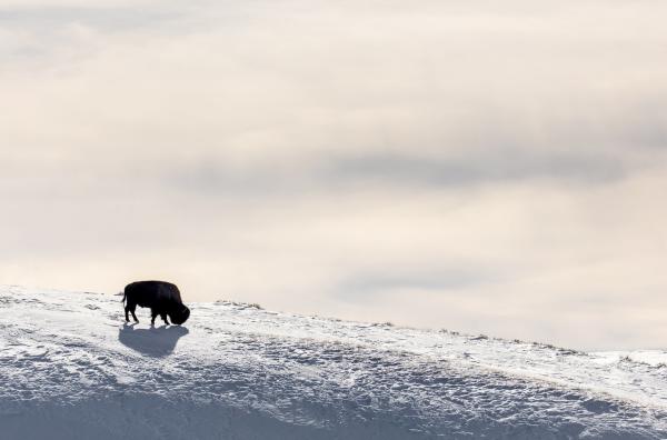 Bild 1 von 5: In Nordamerika wären die Bisons beinahe ausgestorben.