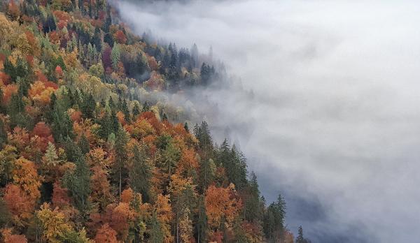 Bild 1 von 13: Die Sporen des Fliegenpilzes bedecken den Boden wie weißer Staub.