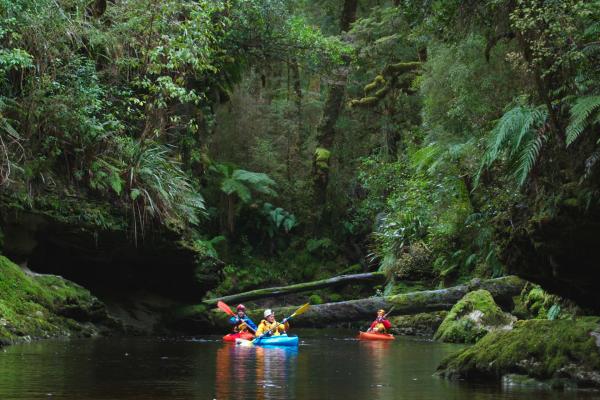 Bild 1 von 7: Wissenschaftler sind mit dem Kajak unterwegs zum Oparara Basin, um Spuren des ausgestorbenen Riesen-Moas zu finden.
