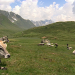Sommer auf der Seeberalm