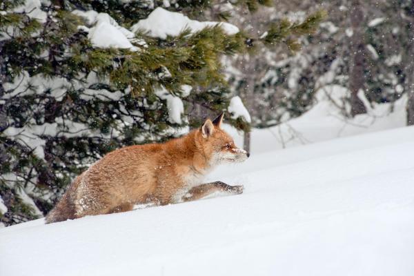 Bild 1 von 23: Im Bild: Im Winter ist der Fuchs von mehreren Gefahren bedroht. Nicht nur der Hunger macht ihn zu schaffen, er ist auch ideale und weit sichtbare Beute für den Beutegreifer aus der Luft: Dem Adler.