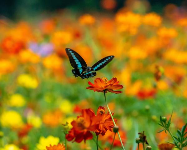 Bild 1 von 6: Schmetterlinge sehen ein viel größeres Farbspektrum als wir Menschen.