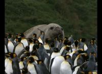 Terra Mater - Badestrand der Pinguine