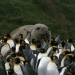 Terra Mater - Badestrand der Pinguine