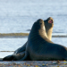 Die Sprache der Tiere - Starke Stimmen