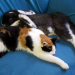 Tierisch beste Freunde - mit Kate Kitchenham