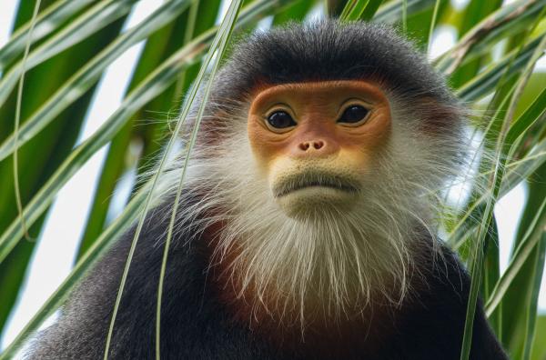 Bild 1 von 6: Nur wenige Rotschenklige Kleideraffen konnten in Vietnam überleben.