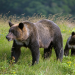 Wildes Japan - Land der tausend Inseln