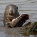 Die Tricks der Tiere