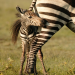 Wilde Tierbabys