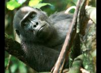 Mythos Kongo - Im Reich der Menschenaffen