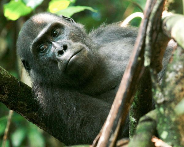 Bild 1 von 26: Im Bild: Gorillas haben sehr individuelle Gesichter, jedes Individuum lässt sich unterscheiden.