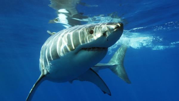 Bild 1 von 2: Bei der Auswahl ihrer Jagdgründe folgen besonders ältere Weiße Haie einem klaren geografischen Muster. Junge Haie zeigen eine breitere Streuung und haben seltener Jagderfolg als ältere Tiere.