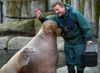 Leopard, Seebär & Co