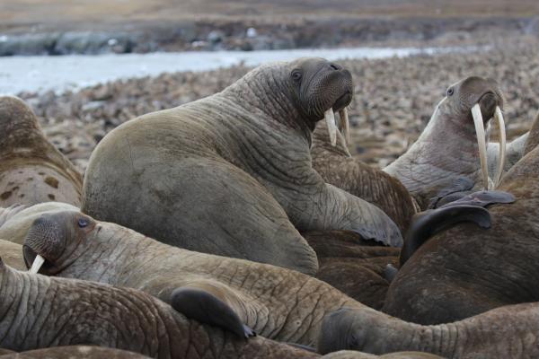 Bild 1 von 13: Pazifische Walrosse können mehr als drei Meter groß werden.
