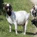 Unter Wölfen, Bären und Geiern - Ein Jahr im Wildpark Mautern
