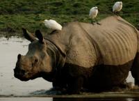 Brahmaputra - Der große Fluss vom Himalaya