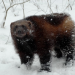 Fight Club der Tiere - Tricks und Taktiken