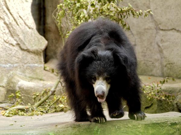 Bild 1 von 4: Lippenbär im Zoo Frankfurt.