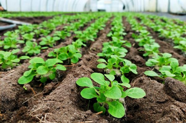 Bild 1 von 5: Bis in den Dezember kann in den Folientunneln der Gärtnerei Schmitz Feldsalat geerntet werden.
