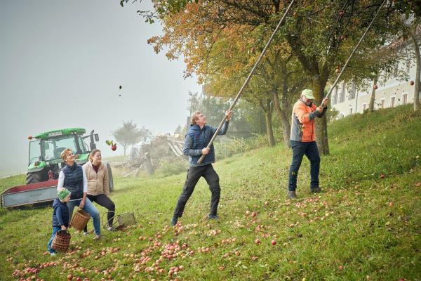 Bild 1 von 28: Im Bild: Apfelernte Lisi, Christoph, Helene und Karl Postlmayr.