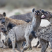 Fight Club der Tiere - Tödliche Missionen