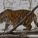 Amur - Asiens Amazonas