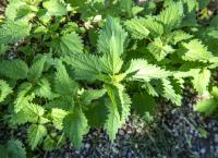 Vom Ahorn bis zur Zwiebel