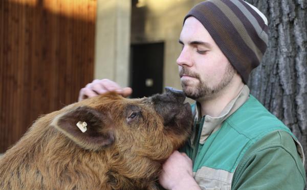 Bild 1 von 2: Kune Kune Schwein Tommy mit Tierpfleger Marten Schulz.