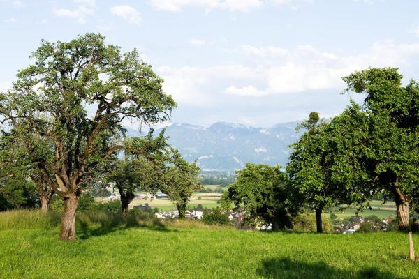 Bild 1 von 15: Im Bild: Das Alpenrheintal gehört zu den am dichtesten besiedelten Regionen Österreichs. Neben den Menschen leben hier auch seltene Tiere und Pflanzen in den Resten einer alten Kulturlandschaft.